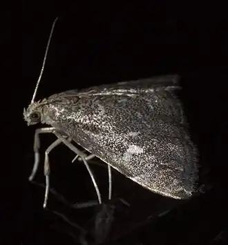 Nephrogramma reniculalis