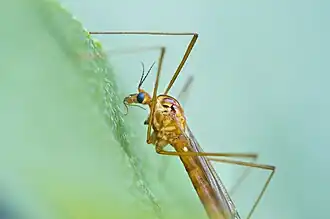 Nephrotoma ferruginea