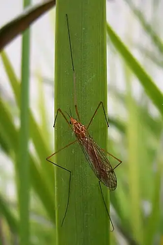 Nephrotoma suturalis wulpiana