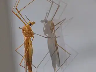 Nephrotoma suturalis