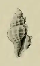 Nepotilla tropicalis