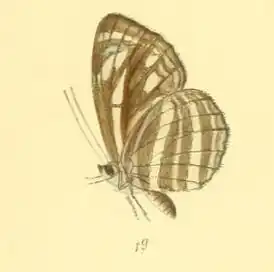 Neptis nata