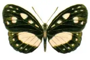 Neptis praslini