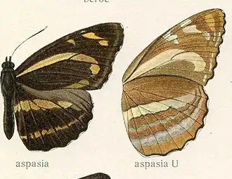 Phaedyma aspasia