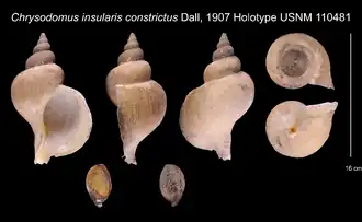 Neptunea intersculpta