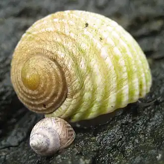 Nerita plicata