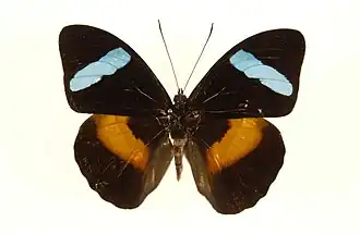 Nessaea obrinus