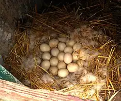Nest van de muskuseend met 21 eieren