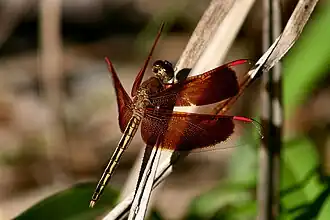 Neurothemis stigmatizans