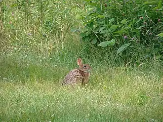 New-Englandkatoenstaart