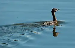 Nieuwzeelandfuut(Poliocephalus rufopectus)