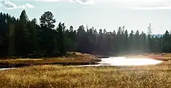 De zijbeek Nez Perce Creek