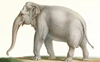 Afbeelding van een Indische olifant door Nicolas Huet. Deze olifant was een geschenk aan stadhouder Willen V en werd in 1795 als oorlogsbuit van Paleis Het Loo overgebracht naar de menagerie van de Jardin des Plantes bij Parijs.