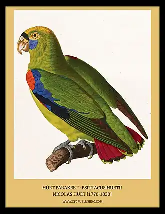 Roodschouderpapegaai