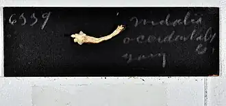 Nidalia occidentalis