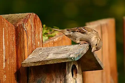 Een huismus op een vogelhuisje