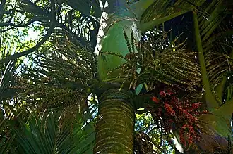 Rhopalostylis sapida