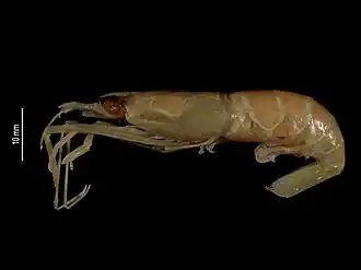 Nikoides longicarpus