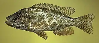 Nimbochromis