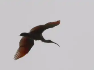 Japanse kuifibis van het beschermingsproject op het eiland Sado