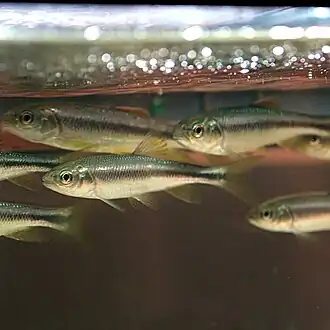 Nipponocypris temminckii