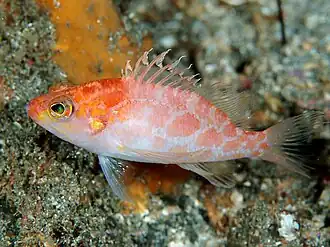 Plectranthias sagamiensis