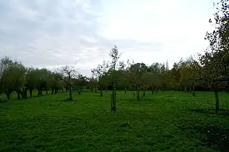 Het terrein waar het 15e-eeuwse Hof ter Nisse stond