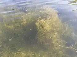 De sterkranswier-associatie.