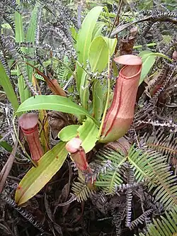 Nepenthes mirabilis heeft met 18 regio's de grootste verspreiding.