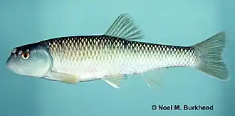Nocomis leptocephalus