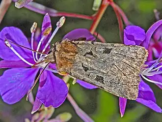 Chersotis rectangula