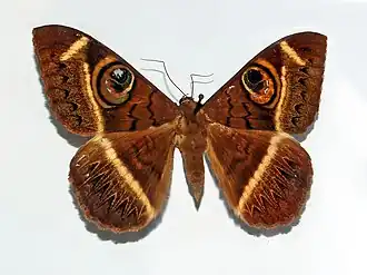 Cyligramma latona