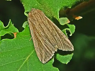 Mythimna riparia
