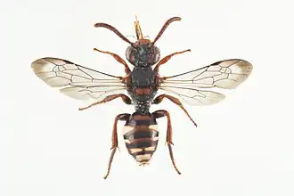 Kleine bleekvlekwespbij