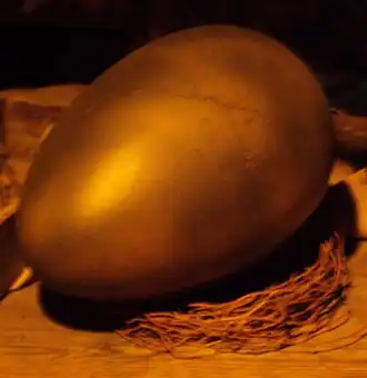 Ei waaruit Norbert(a) kwam in Harry Potter en de Steen der Wijzen