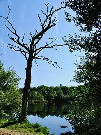 Het Norgerholt tussen Norg en Westervelde