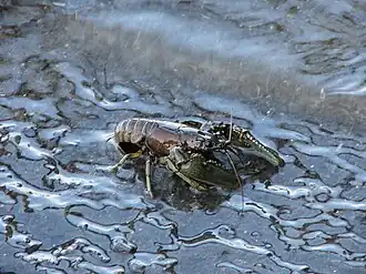 Geknobbelde Amerikaanse rivierkreeft