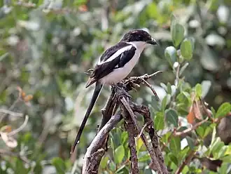 Noordelijke gekraagde klauwier