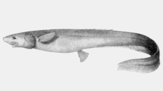 Notacanthus spinosus