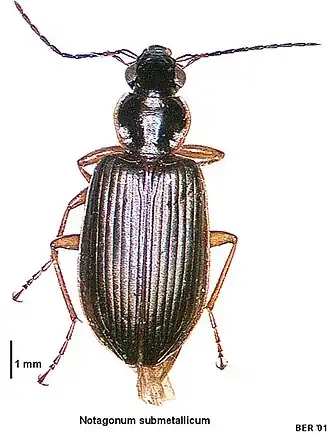 Notagonum submetallicum