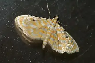 Notarcha aurolinealis