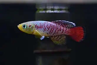 Nothobranchius guentheri