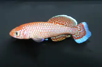 Nothobranchius polli