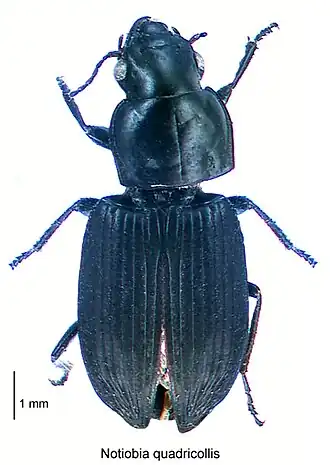 Notiobia quadricollis