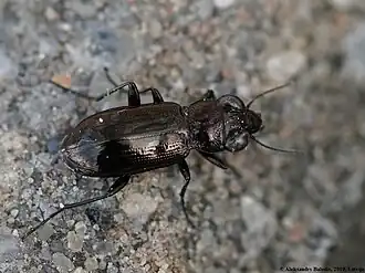 Slanke spiegelloopkever