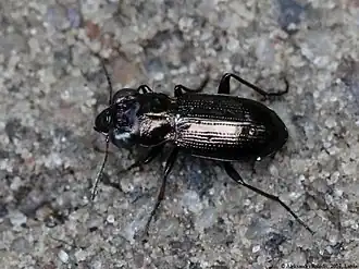 Heidespiegelloopkever