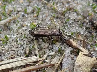 Vierpuntspiegelloopkever