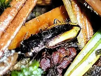 Notiophilus sylvaticus