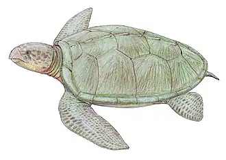 Notochelone costata.