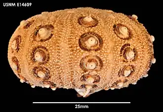 Notocidaris gaussensis